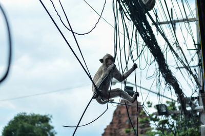 Low angle view of monkey on tree