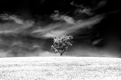 Tree on field against sky