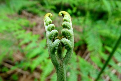 Close-up of plant