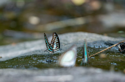 Close-up of butterfly