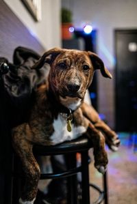 Portrait of dog sitting at home