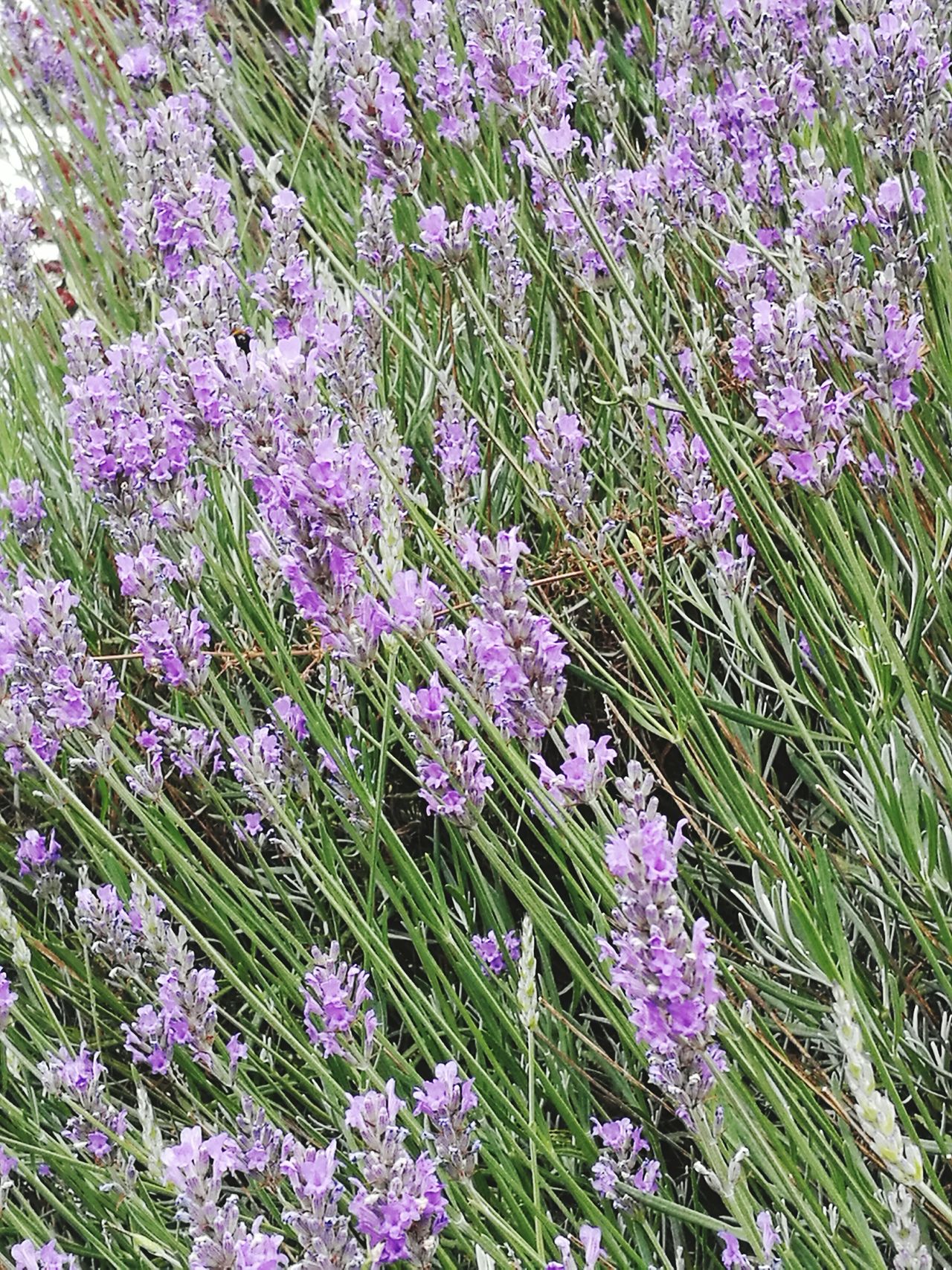 Bumblebee plant