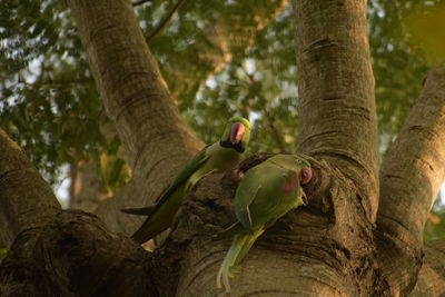 Low angle view of parrot on tree