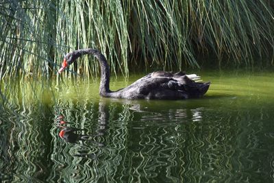 Swan swimming in lake