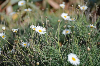 Close-up of flowers blooming on field