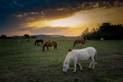 Horses grazing in a field