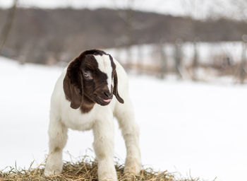 Dog looking away on field