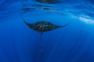 Whale swimming in sea