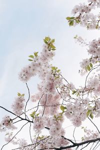 Low angle view of cherry blossoms in spring