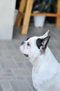 Close-up of a dog looking away