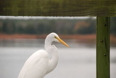 Close-up of bird against blurred background