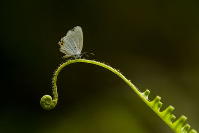 Little butterfly on fern