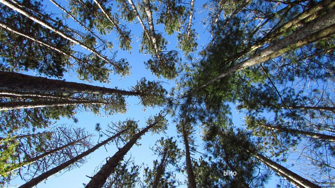 tree, low angle view, growth, tree trunk, nature, beauty in nature, day, branch, sky, no people, outdoors, tranquility, green color, forest, blue, scenics