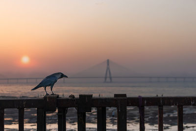 Seagulls perching on wooden post in sea during sunset