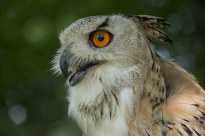 Close-up of owl looking away