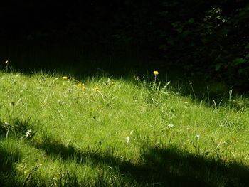 green