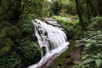 Scenic view of waterfall in forest