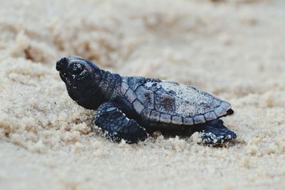 Close-up of lizard on sand at beach