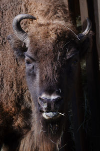 Portrait of cow