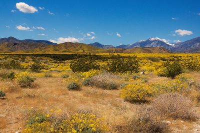 Yellow flowers on landscape against sky