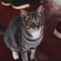 Close-up portrait of cat