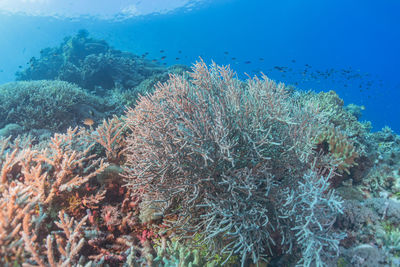 Close-up of coral in sea