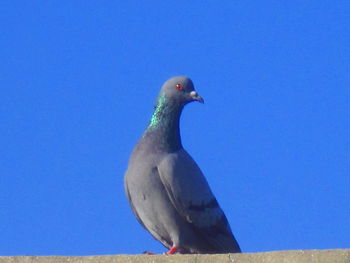 Close-up of bird against blue sky