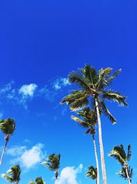 Low angle view of coconut palm tree against blue sky