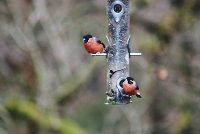 Close-up of bird perching on feeder