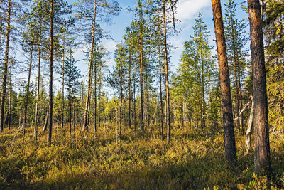 Trees growing in forest against sky