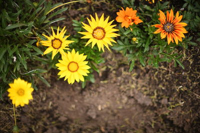 High angle view of yellow flowering plant on field