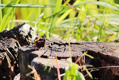 Close-up of insect on wood