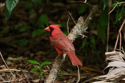 Bird perching on a tree