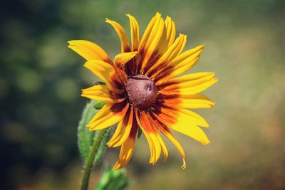 Close-up of yellow flower