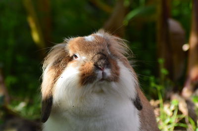 Close-up of a rabbit