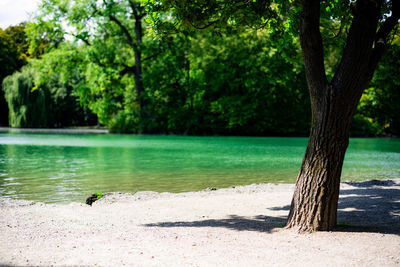 Scenic view of lake against trees