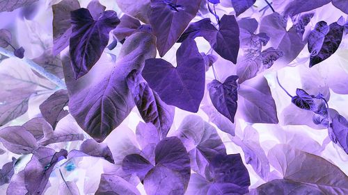 Full frame shot of purple leaves