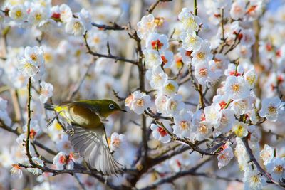 Cherry blossoms in spring