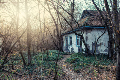 Bare trees by old house in forest