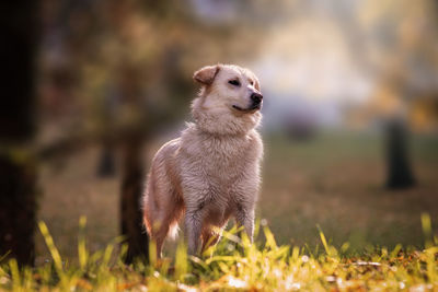 Dog looking away on field