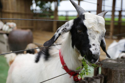 Close-up of goat