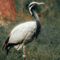 Close-up of bird