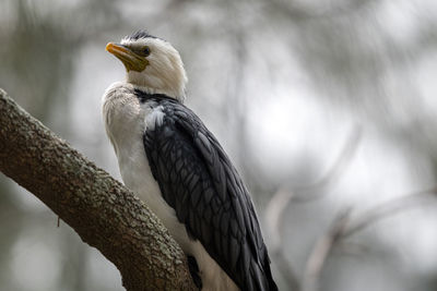 Low angle view of eagle perching on branch