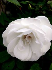 Close-up of white rose