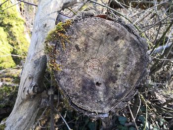 Close-up of tree trunk in forest