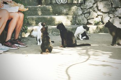 Low section of people with dogs on footpath