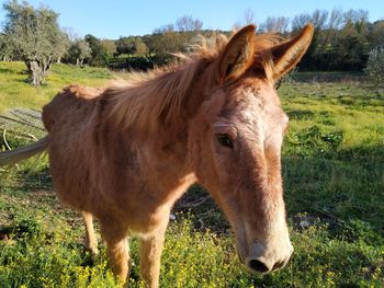 Horse in a field