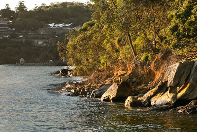 Ducks on rock by river