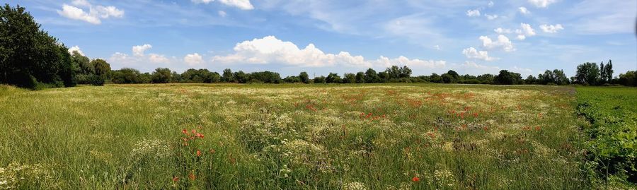 Scenic view of grassy field against sky