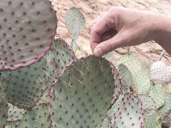 Close-up of human hand holding cactus